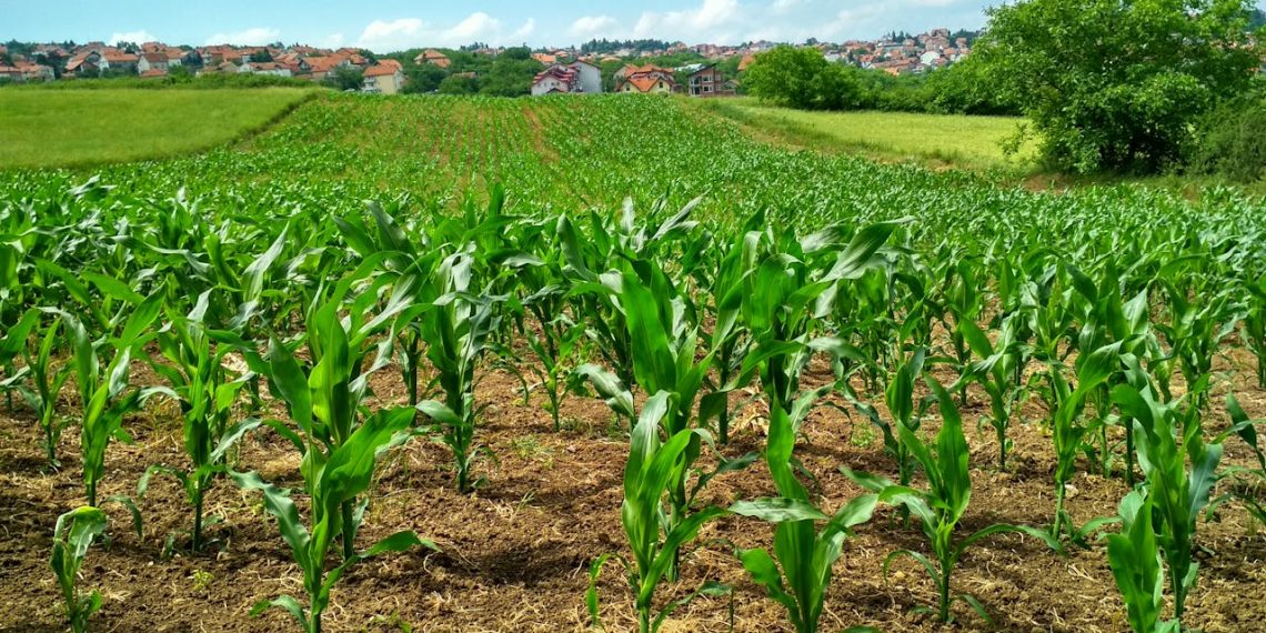 Sustainable Agriculture: Techniques and Technologies Changing the Way We Farm