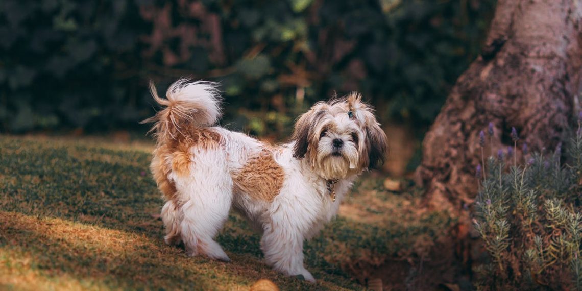 Nutrition Nook: Decoding Pet Food Labels for Optimal Health