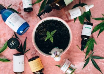 How and When to Transplant Cannabis Seedlings