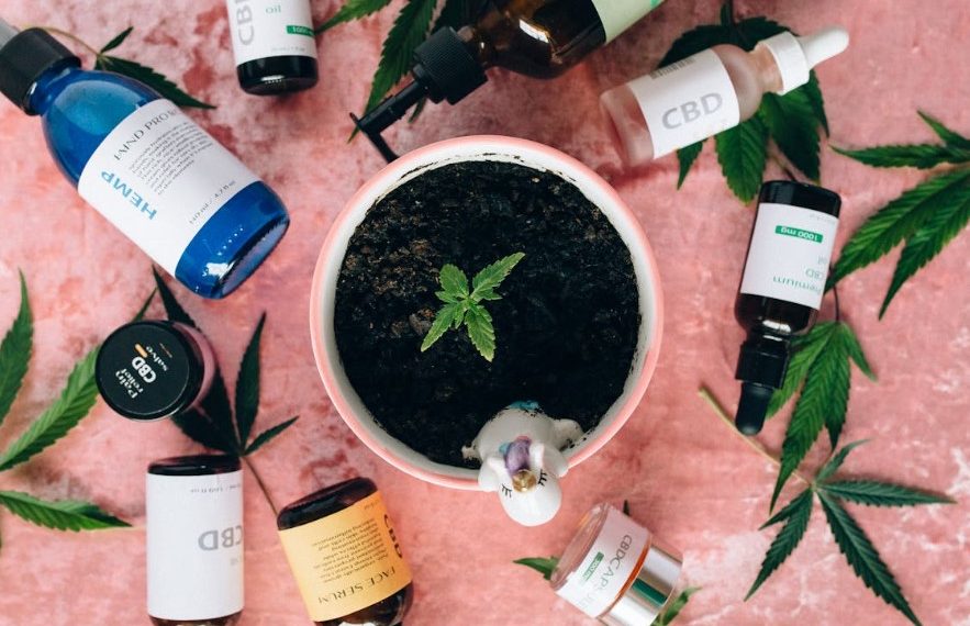 How and When to Transplant Cannabis Seedlings